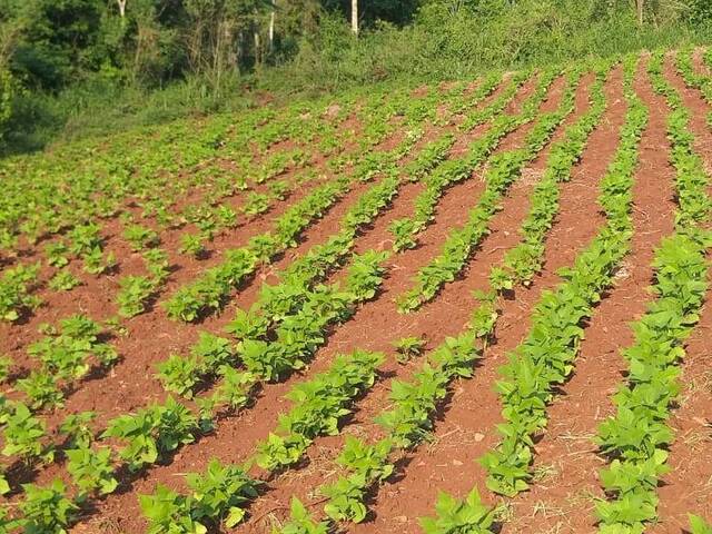 Sítio para Venda em Cascavel - 5