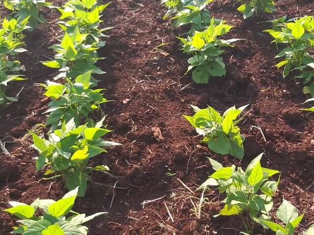 Sítio para Venda em Cascavel - 4